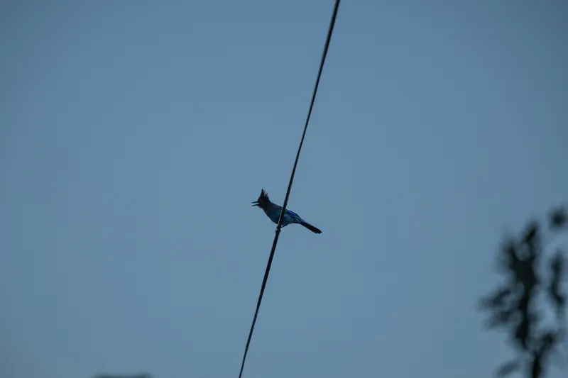 Steller's Jay, Mar 6, 2026