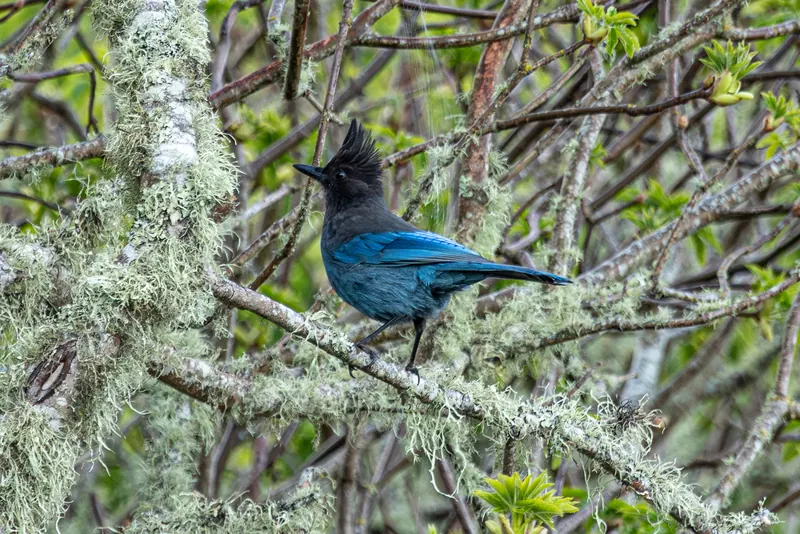 Steller's Jay, Mar 6, 2026