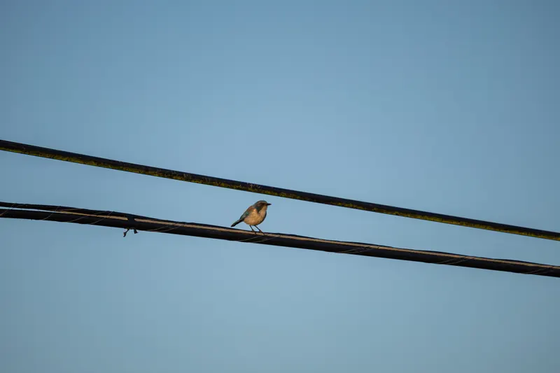 California Scrub-Jay, Mar 6, 2026