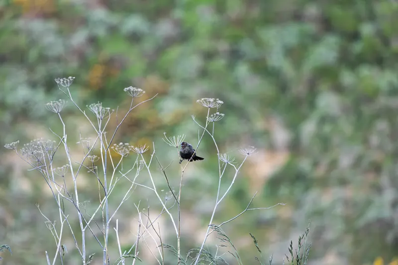 Red-winged Blackbird, Mar 6, 2026