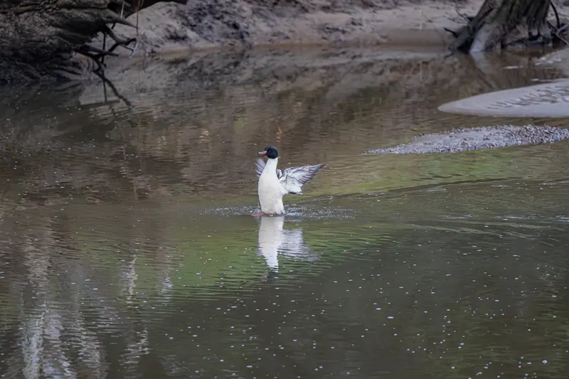 Common Merganser, Mar 6, 2026