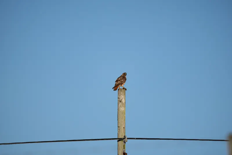 Red-tailed Hawk, Mar 6, 2026