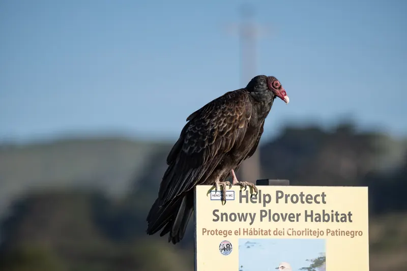 Turkey Vulture, Mar 6, 2026