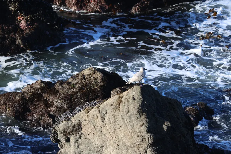 Glaucous-winged gull, Mar 6, 2026