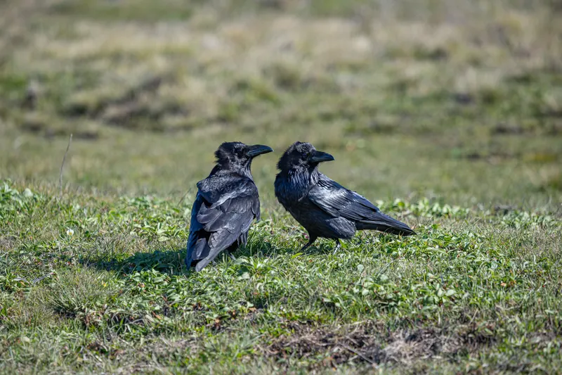 Common Ravens
