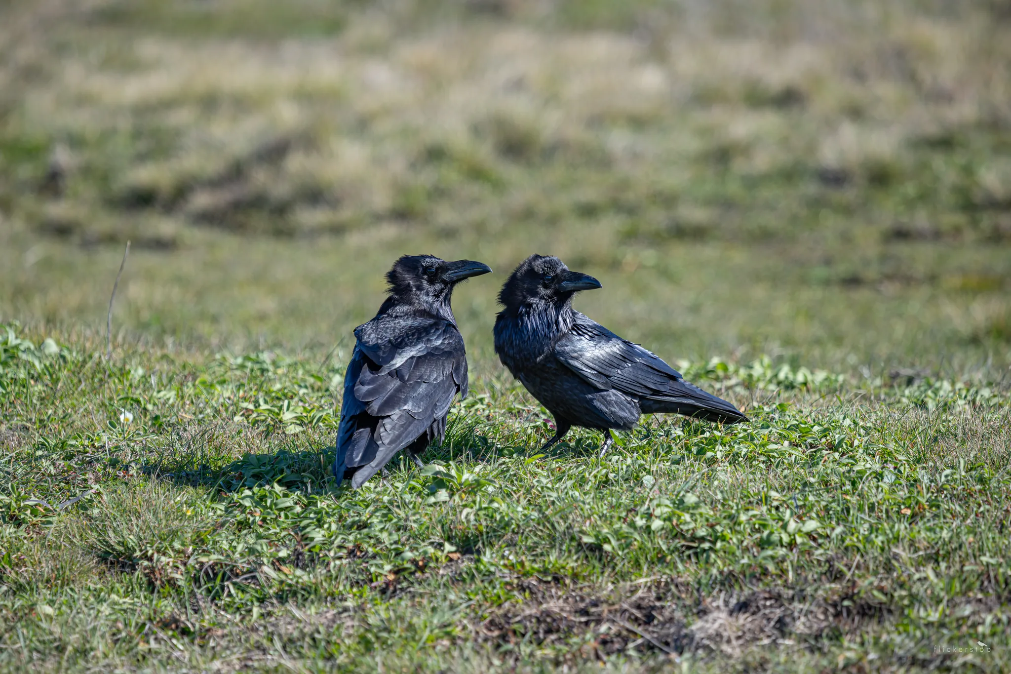 Common Ravens