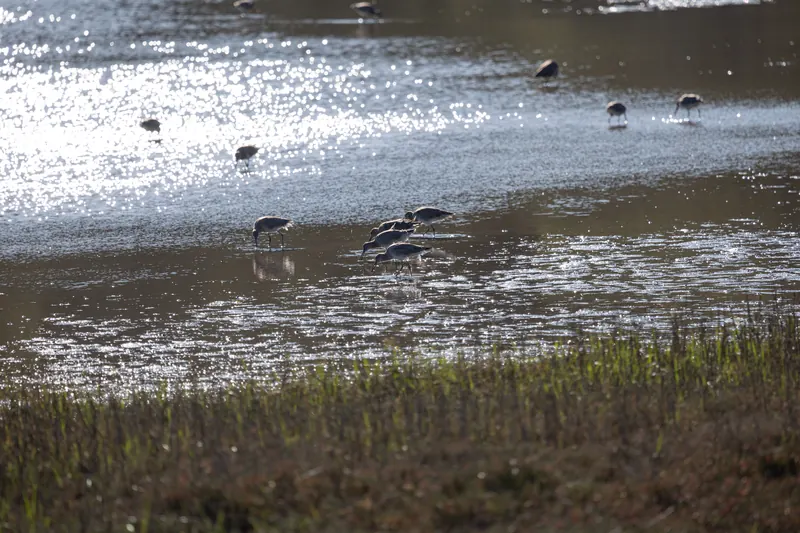 Willet, Mar 6, 2026