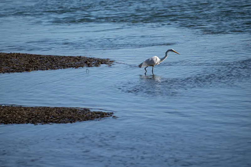 Great Egret, Mar 6, 2026