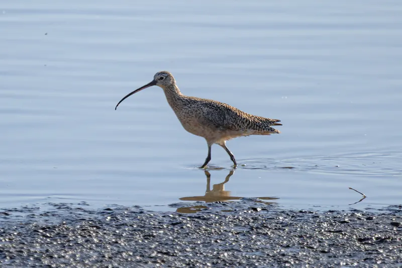 Long-billed Curlew, Mar 6, 2026