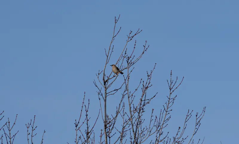 Northern Mockingbird, Mar 10, 2026