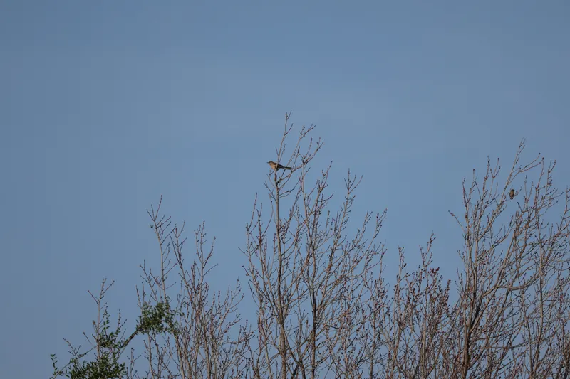 Northern Mockingbird, Mar 10, 2026