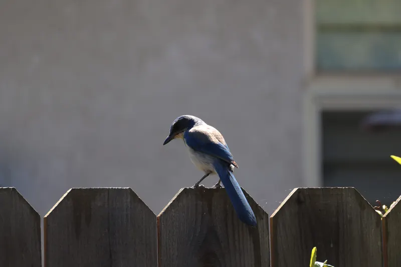 California Scrub-Jay, Mar 13, 2026