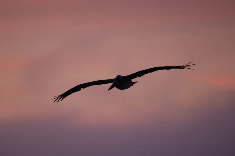 Brown Pelican, Mar 13, 2026
