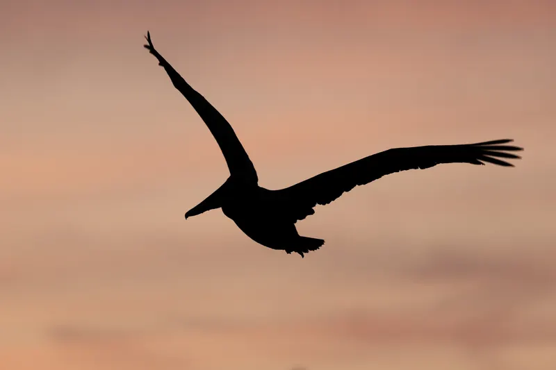 Brown Pelican, Mar 13, 2026