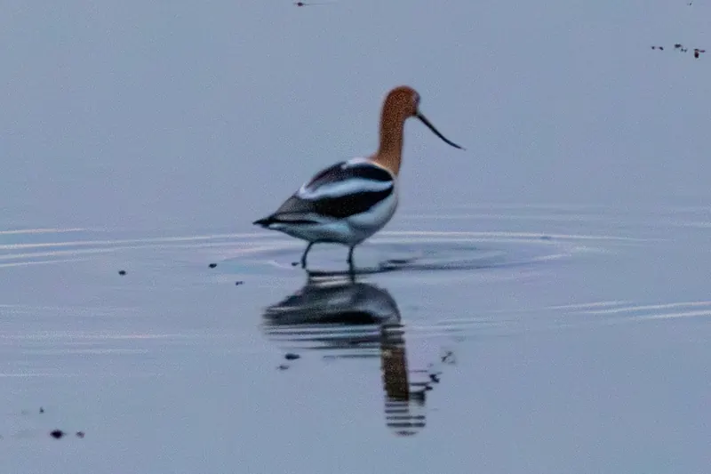 American Avocet, Mar 13, 2026