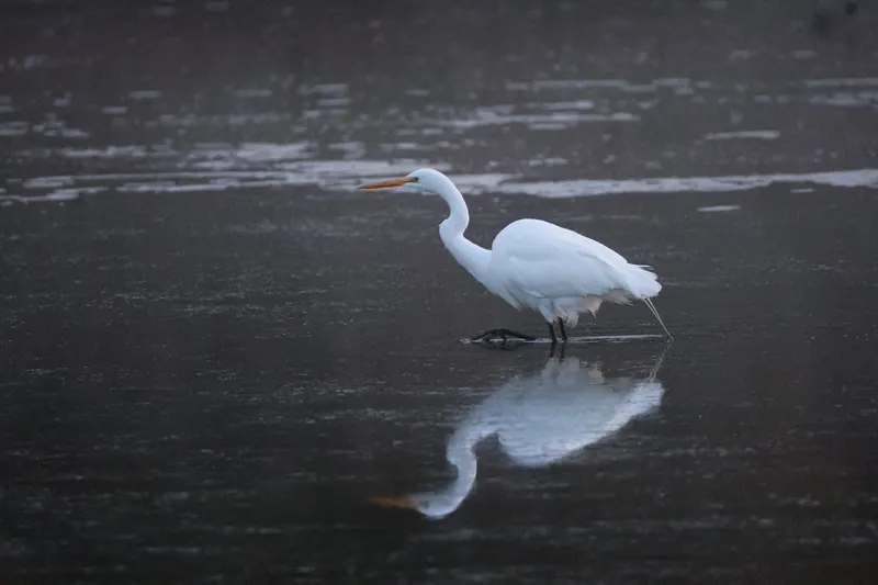 Great Egret, Mar 13, 2026
