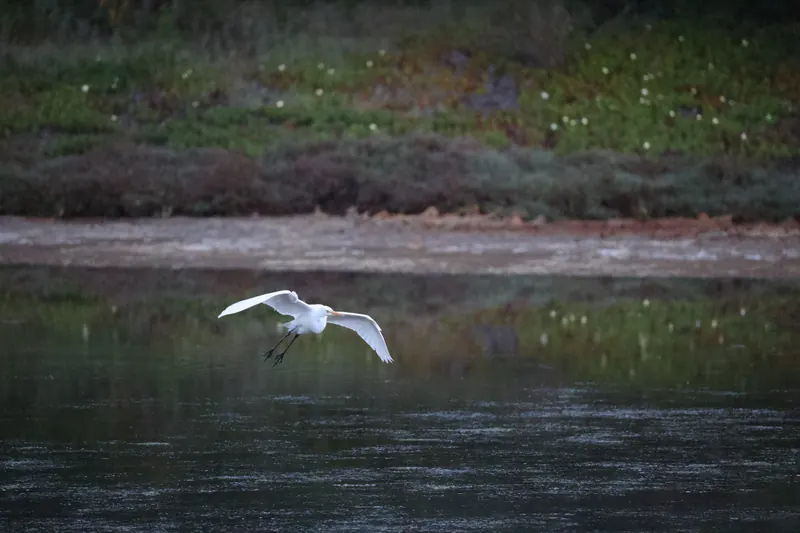 Great Egret, Mar 13, 2026