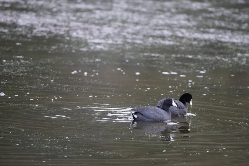 American coot, Mar 13, 2026