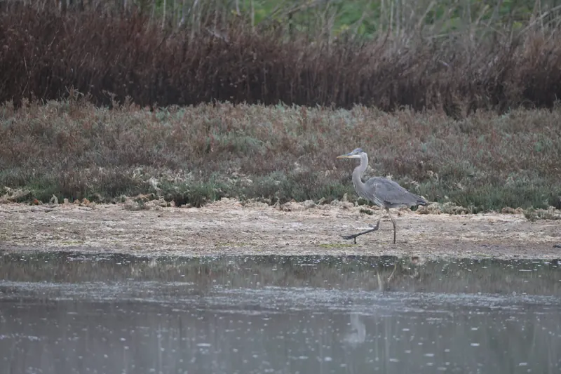 Great Blue Heron, Mar 13, 2026