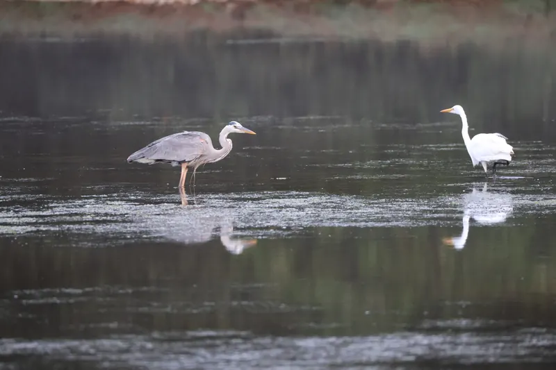 Great Blue Heron, Mar 13, 2026