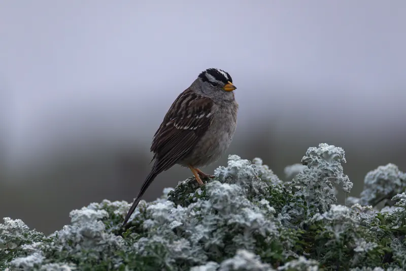 White-crowned Sparrow, Mar 13, 2026