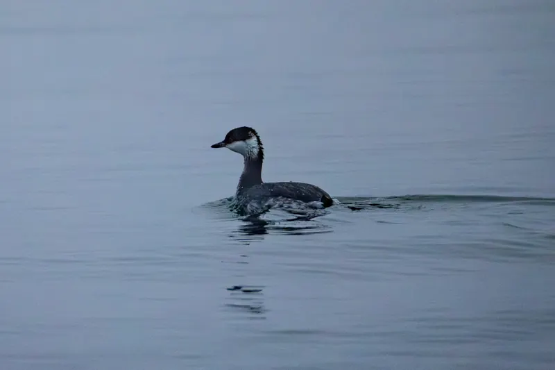 Horned Grebe, Mar 13, 2026