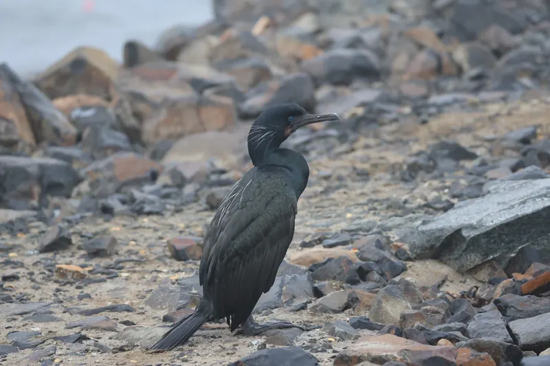 Brandt's cormorant, Mar 13, 2026