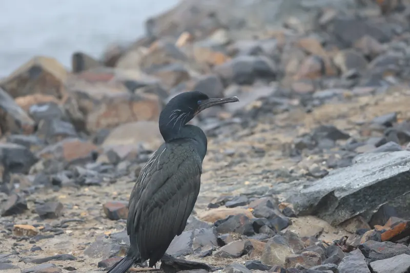 Brandt's cormorant, Mar 13, 2026