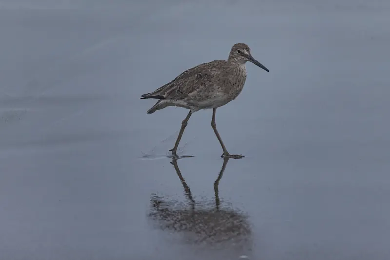 Willet, Mar 13, 2026