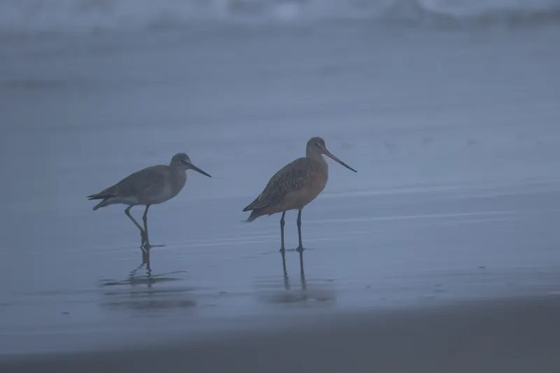 Willet, Mar 13, 2026