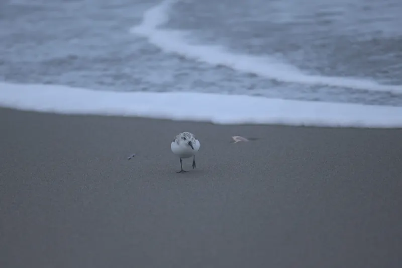 Sanderling, Mar 13, 2026