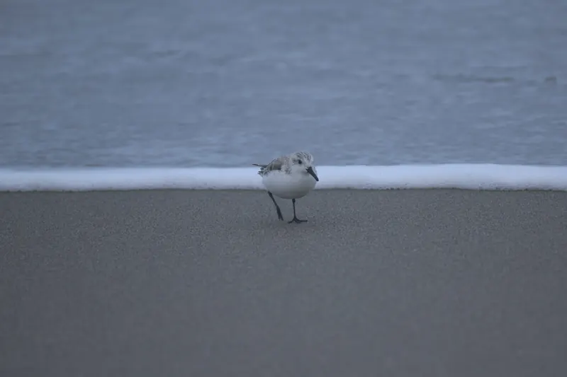 Sanderling, Mar 13, 2026
