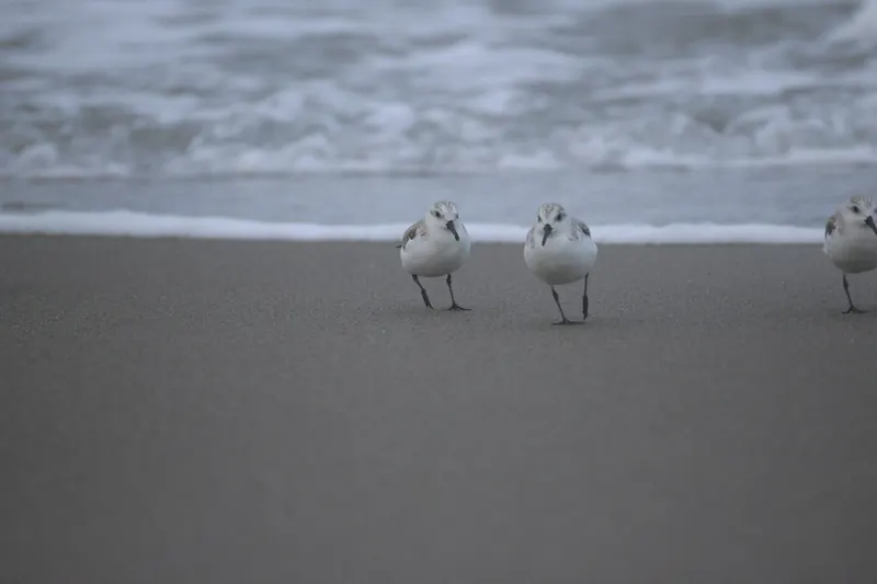 Sanderling, Mar 13, 2026