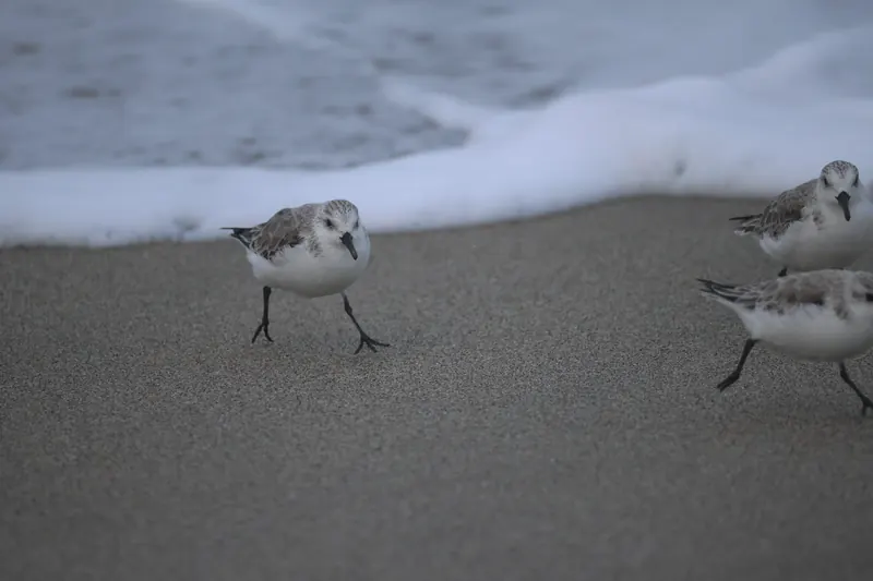 Sanderling, Mar 13, 2026