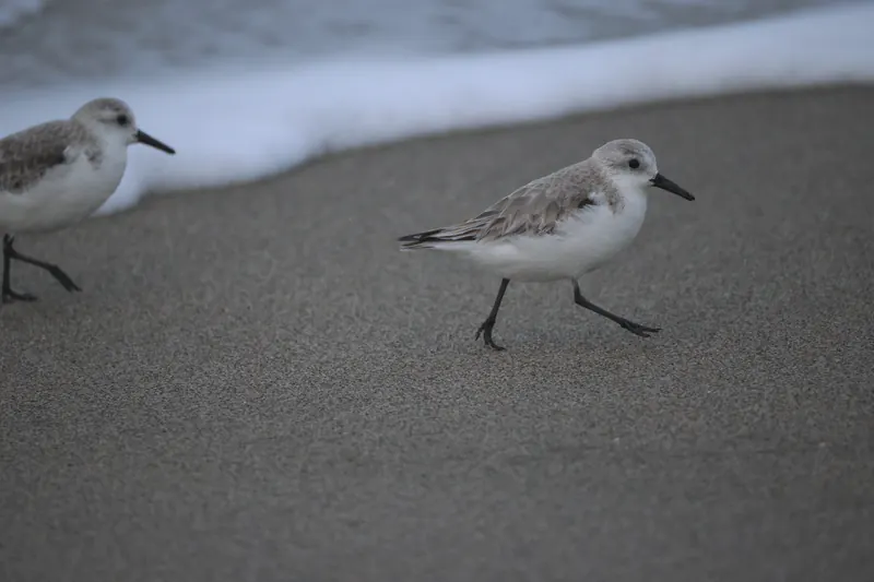 Sanderling, Mar 13, 2026