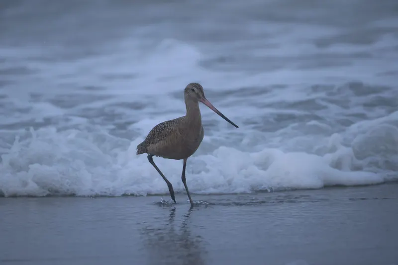 Marbled Godwit, Mar 13, 2026