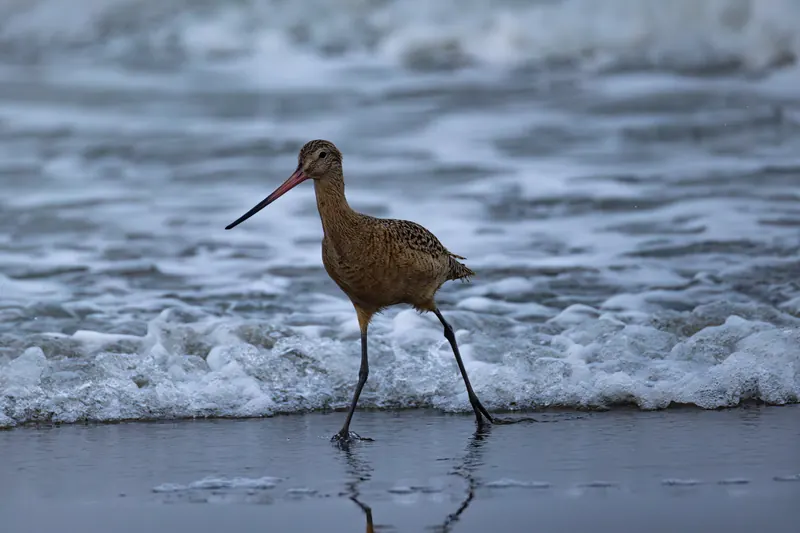 Marbled Godwit, Mar 13, 2026