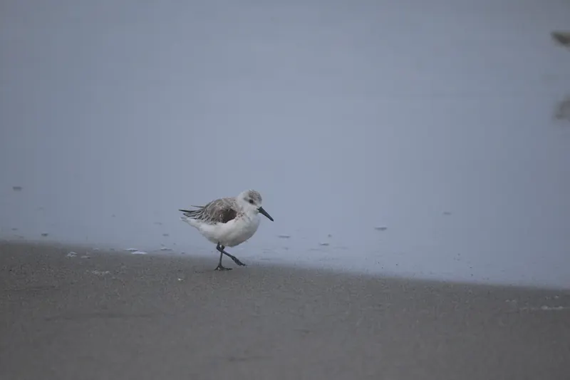 Sanderling, Mar 13, 2026