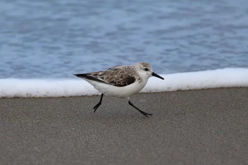 Sanderling, Mar 13, 2026