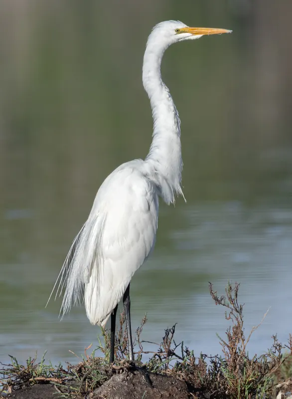 Great Egret, Mar 13, 2026