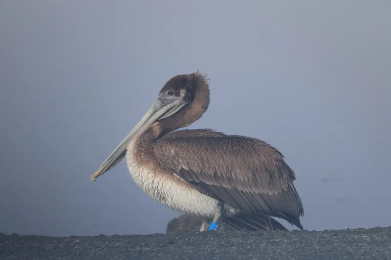 Brown Pelican, Mar 13, 2026