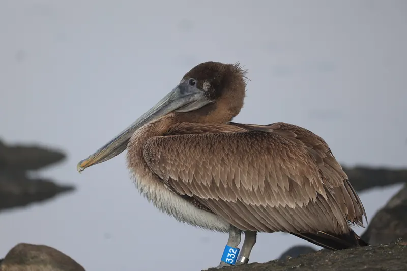 Brown Pelican, Mar 13, 2026