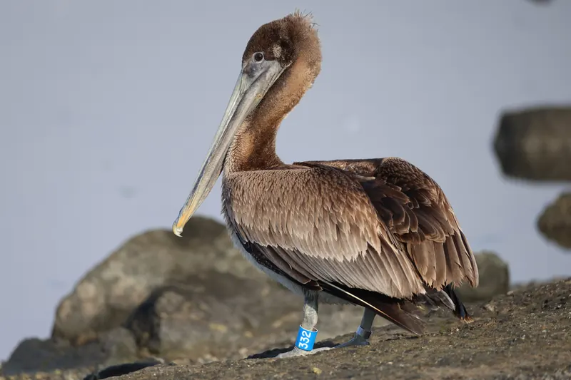 Brown Pelican, Mar 13, 2026