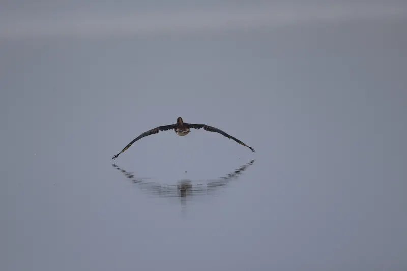Brown Pelican, Mar 13, 2026
