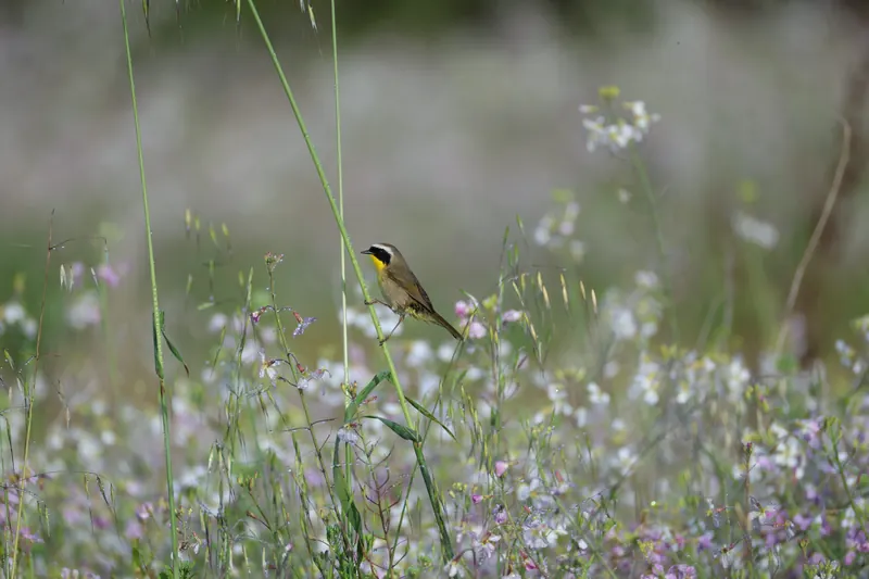 Common Yellowthroat, Mar 13, 2026
