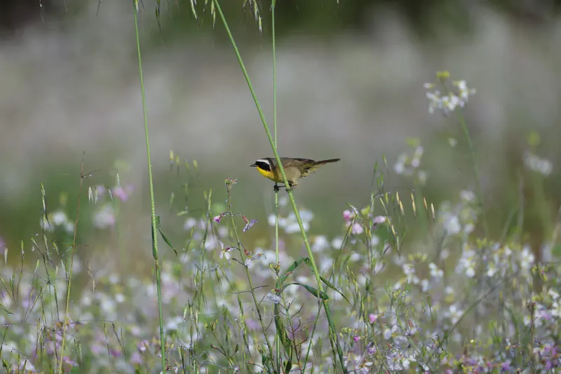 Common Yellowthroat, Mar 13, 2026