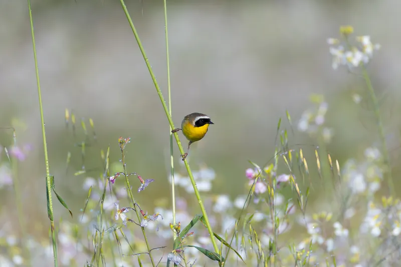 Common Yellowthroat, Mar 13, 2026