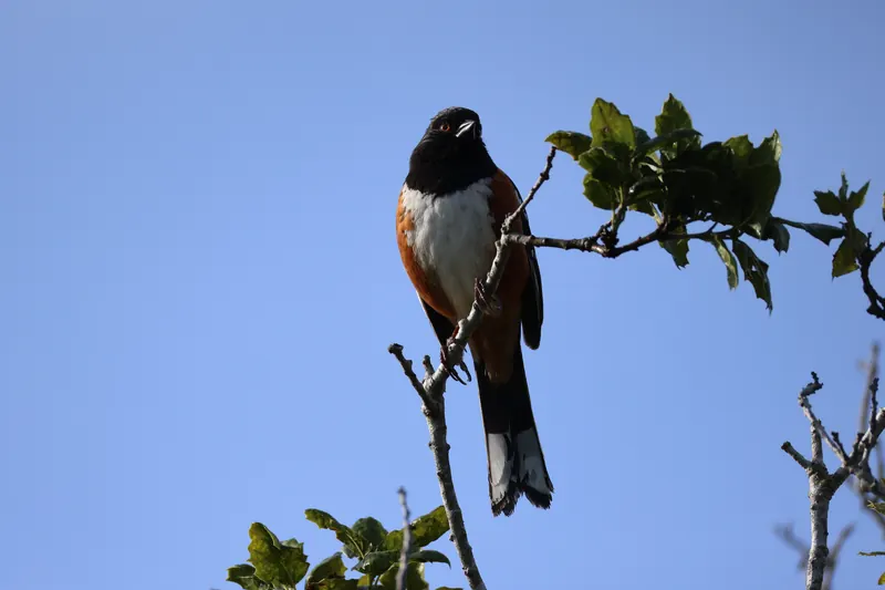 Spotted Towhee, Mar 13, 2026