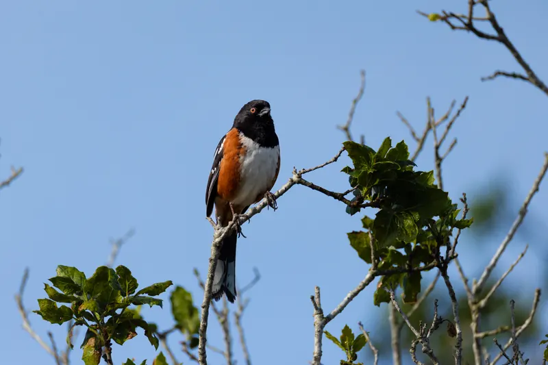 Spotted Towhee, Mar 13, 2026