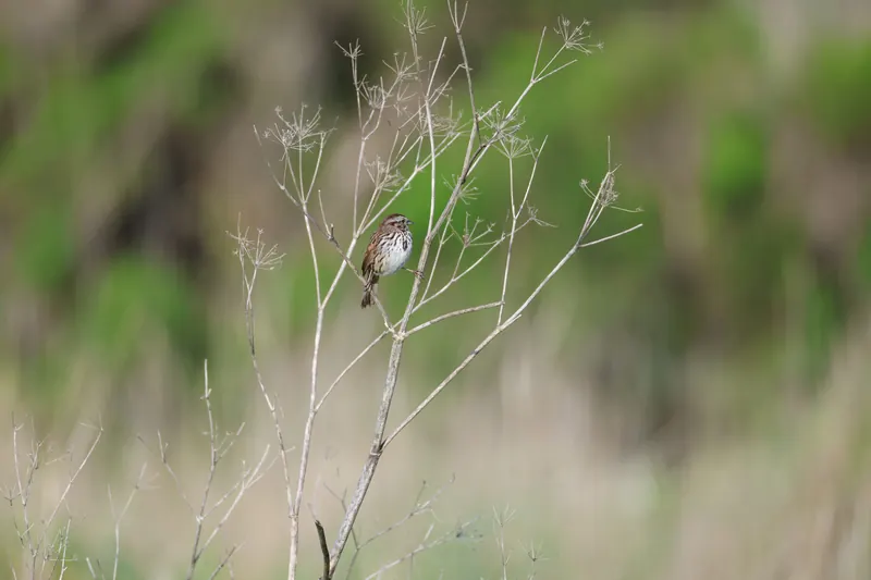 Song Sparrow, Mar 13, 2026